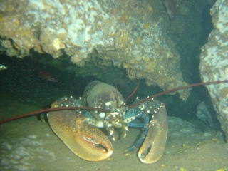 Unique discoveries underwater 